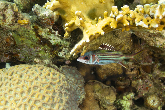 Bloodspot squirrelfish among corals