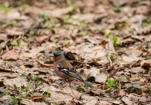 A finch on the background of dry leaves in the forest in early spring