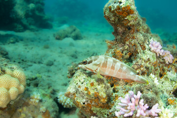 Grouper resting on the reef