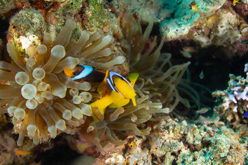 Two nemo fishes with their anemone