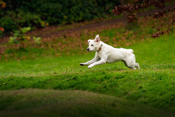Obraz na płótnie Canvas 2023-12-31 A YELLOW LABRADOR RUNNING AND JUMPING OVER A MOUND OF GRASS WITH EARS FLAPPING AND FRONT PAWS OFF THE GROUND AT LUTHER BURBANK PARK ON MERCER ISLAND WASHINGTON
