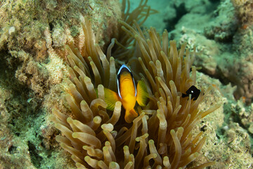 Nemo the fish with his anemone - obrazy, fototapety, plakaty