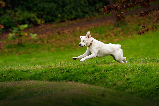 2023-12-31 A YELLOW LABRADOR RUNNING AND JUMPING OVER A MOUND OF GRASS WITH EARS FLAPPING AND FRONT PAWS OFF THE GROUND AT LUTHER BURBANK PARK ON MERCER ISLAND WASHINGTON