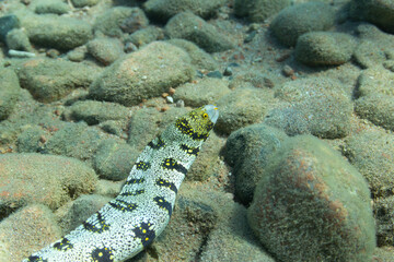 Beautiful colorful moray eel on a rocky bottom