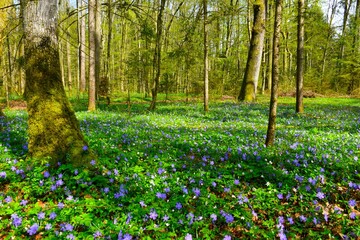 Blue lesser periwinkle (Vinca minor) flowers covering the forest ground