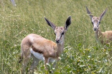 Picture of a springbok with horns in Etosha National Park in Namibia