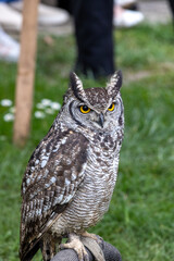 A large owl is perched on a stick in a grassy field