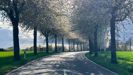 Spring landscape a road among blossoming cherry alley. Germany countryside - 780738347
