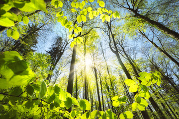 Fresh green foliage growing towards the sun in the sky. Tranquil nature shot of a beech woodland canopy in spring