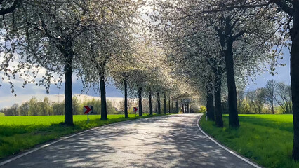 Spring landscape a road among blossoming cherry alley. Germany countryside - 780739141