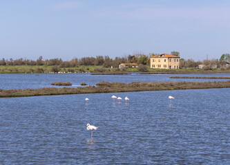 Flamingos in Landscape protection area named Valli di Comacchio in Italy, Europe