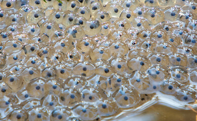 Close-up with many frog eggs