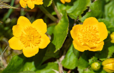 Close-up with Caltha palustris flowers