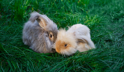 Two medium sized Angora gray and beige rabbits sitting on green grass on a sunny day before Easter