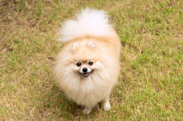 Cute Pomeranian Spitz on Green Grass Background - 780740900