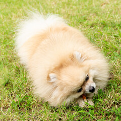 Pomeranian Dog Chewing a Bone on Green Grass Background. - 780741111