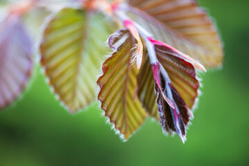 Young beech leaves close-up, in springtime garden