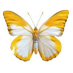 Beautiful colorful butterfly, isolated on transparent background.