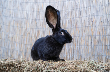 Black giant Flanders rabbit medium size sitting on a hay before Easter