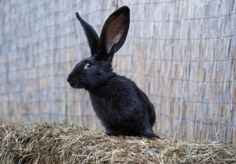 Black giant Flanders rabbit medium size sitting on a hay before Easter