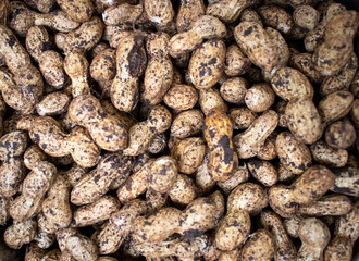 peanut with shell - ground nut seeds
