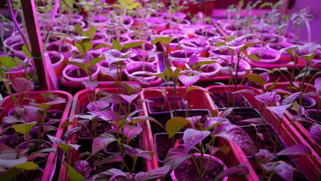Home vegetable seedlings under red phyto lamps