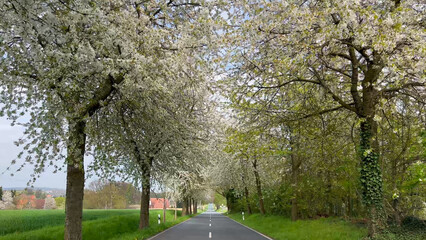 Spring landscape a road among blossoming cherry alley. Germany countryside - 780741917