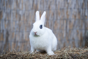 White hotot medium rabbit sitting on a hay before Easter
