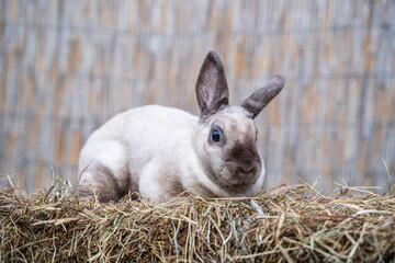 Rex siamese medium rabbit sitting on a hay before Easter