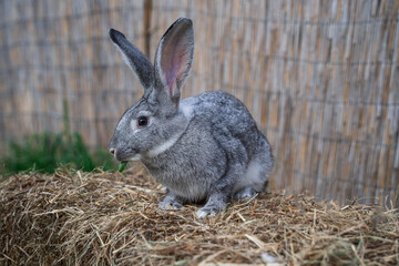 Soviet chinchilla rabbit medium size sitting on a hay before Easter