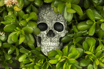 a skull with a surface decorated with bas-reliefs hidden in the middle of the leaves of a jade plant wanting to scare someone - obrazy, fototapety, plakaty