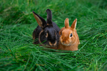 Black-fire Tan, dwarf rabbit and Colored dwarf with squirrel coloring sit on a green grass before...