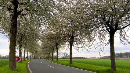 Spring landscape a road among blossoming cherry alley. Germany countryside - 780744102