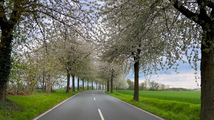 Spring landscape a road among blossoming cherry alley. Germany countryside - 780744595