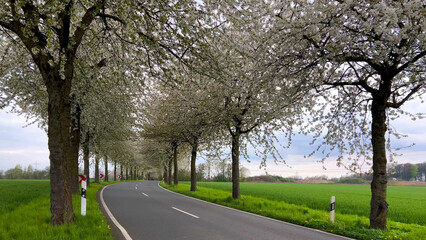 Spring landscape a road among blossoming cherry alley. Germany countryside - 780744747