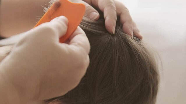 Close-up child's head with female hands searching for lice and nits in hair, combing through with orange comb for removal, Pediculosis, regular hygiene and pest control
