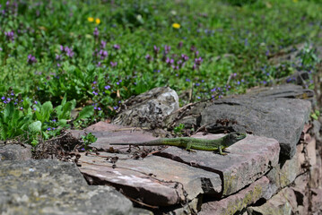 Photo of a lizard on a stone under the sun.A close-up shot of the young lizard.
