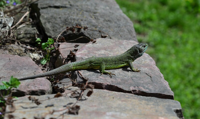 Photo of a lizard on a stone under the sun.A green lizard with scaly skin and a long tail is on a...