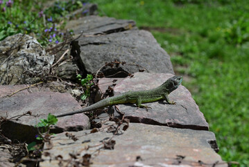 Photo of a lizard on a stone under the sun.A green lizard with scaly skin and a long tail is on a...