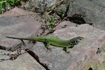 Photo of a lizard on a stone under the sun.A green lizard with scaly skin and a long tail is on a...