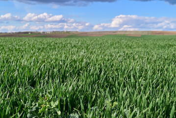 A stunning aerial view of a lush green wheat field under the clear blue sky, perfect for agricultural, nature, and summer concepts.