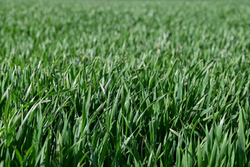 A stunning aerial view of a lush green wheat field under the clear blue sky, perfect for agricultural, nature, and summer concepts.
