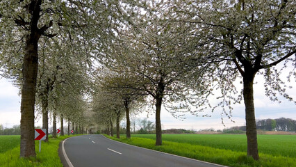 Spring landscape a road among blossoming cherry alley. Germany countryside - 780745549