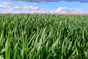 Green field of winter wheat.The wheat is ripening in the fields.