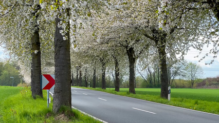 Spring landscape a road among blossoming cherry alley. Germany countryside - 780745772