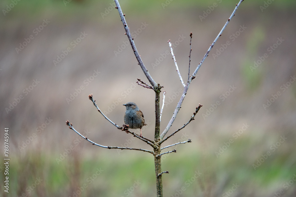 Wall mural Dunnock prunella modularis perched on a branch with a blurred background