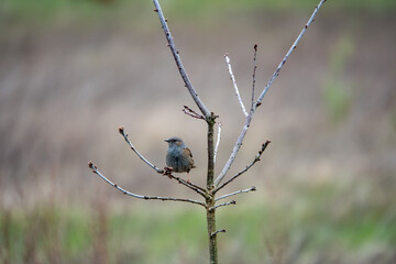 Dunnock prunella modularis perched on a branch with a blurred background