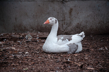 white goose on the water