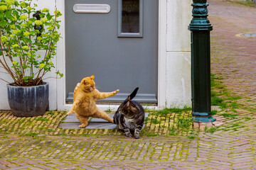 A red tabby cat and a black tabby cat fight outside a front door in the Dutch town of Edam