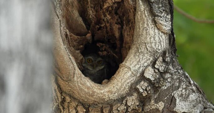 Spotted owlet (Athene brama) in a hole of tree, Thailand. High definition shot at 4K, 60 fps video footage.